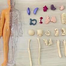 Detachable Skeleton And Internal Organs Model, Suitable For Anatomy Teaching, Practical Educational Tool For Science Classroom, Detailed Structure Of Complex Organs - Multicolor - View 11