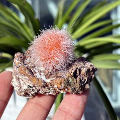 1pc Sodium Dandelion Lithoside Mineral Sample, Containing A Cluster Of Crystals And Quartz Tips, Is Perfect For Home Decor, Mineral Collecting, And As A Gift For Crystal Enthusiasts.