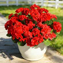 2 Stück künstliche Geranie Blumen, rote Hortensie, Kunstblumen, für Tisch-Mittelstücke, UV-beständig, Innen- und Außendekoration für Garten, Hochzeit, Vasen-Füllung, geeignet für Feierlichkeiten, Valentinstag, Geburtstaggeschenke, Terrasse, Veranda, Heimdekoration - Rot - Übersicht 7