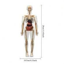 Detachable Skeleton And Internal Organs Model, Suitable For Anatomy Teaching, Practical Educational Tool For Science Classroom, Detailed Structure Of Complex Organs - Multicolor - View 10