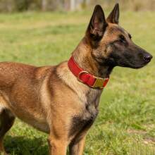 1 pezzo Collare per cani in morbido velluto a coste con fibbia di in metallo, collare regolabile e confortevole per cani di taglia piccola/media/grande, adatto per passeggiate e giochi all'aperto - Rosa Rossa - Visualizzare 7