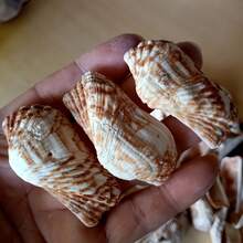 50克/150克天然蝴蝶翅膀形贝壳，长3-4厘米，适合DIY工艺品、水族箱和花园装饰、海滩婚礼、钥匙扣——散装贝壳，可用于装饰、节日装饰、节日礼物 - 套裝 - 查看 7