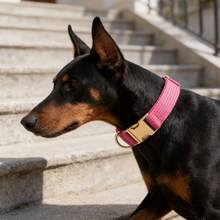 1 pezzo Collare per cani in morbido velluto a coste con fibbia di in metallo, collare regolabile e confortevole per cani di taglia piccola/media/grande, adatto per passeggiate e giochi all'aperto - Rosa Rossa - Visualizzare 5