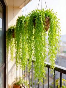 1/3 dây leo mây nhân tạo dài 41 inch, 5 dây trang trí cây thường xanh giả, cành lá liễu mềm mại như lụa, thích hợp trang trí tường, trần nhà, ban công, đám cưới, tiệc tùng, trong nhà và ngoài trời, vật trang trí xanh mướt như thật. - màu xanh lá - Xem 6