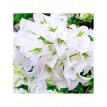 20 Fresh Plant, White Blue Willow Flower Plant, Small Blue Willow Paper Flowers, Stunning Decorative Plants, Blooming Machine, Stunning Privacy Screen - Trắng - Xem 7