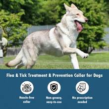 Large Dog Flea & Tick Collar With Plant-Based Formula, Waterproof & Bite-Resistant, 8-Month Protection, Comfortable & Effective - 淺灰色 - 查看 5