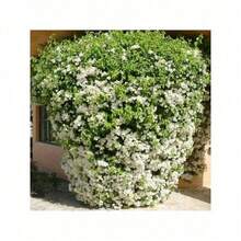 20 Fresh Plant, White Blue Willow Flower Plant, Small Blue Willow Paper Flowers, Stunning Decorative Plants, Blooming Machine, Stunning Privacy Screen - Trắng - Xem 6