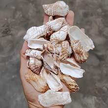 50克/150克天然蝴蝶翅膀形贝壳，长3-4厘米，适合DIY工艺品、水族箱和花园装饰、海滩婚礼、钥匙扣——散装贝壳，可用于装饰、节日装饰、节日礼物 - 套裝 - 查看 4