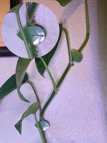 20/30/50个装植物攀爬墙夹，隐形墙面藤蔓夹，带亚克力粘胶贴，自粘植物藤蔓支撑架，新旧版本随机发货 - 植物固定夾 - 查看 4