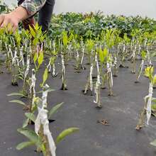 2 Cuộn Băng Ghép Cây Polyethylene – Màng Ghép Cây Tự Dính Co Giãn, Băng Ghép Cây Dùng Trong Vườn, Băng Sửa Chữa Mầm Cây Cho Hoa Cây Ăn Quả, Băng Vườn Ươm, Băng Ghép Mầm, Vật Tư Làm Vườn - trong suốt - Xem 10