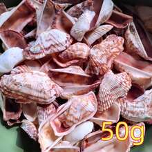 50克/150克天然蝴蝶翅膀形贝壳，长3-4厘米，适合DIY工艺品、水族箱和花园装饰、海滩婚礼、钥匙扣——散装贝壳，可用于装饰、节日装饰、节日礼物 - 套裝 - 查看 11