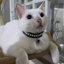 Collar ajustable para mascotas, collar de gato y perro, collar de mascota duradero y de moda, accesorio de mascota con colgante de corazón de perla, cinta, encaje y diseño de gemas de color rojo, azul y multicolor, regalo perfecto para mascotas pequeñas - Rojo - Ver 11
