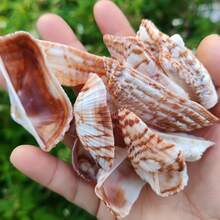 50克/150克天然蝴蝶翅膀形贝壳，长3-4厘米，适合DIY工艺品、水族箱和花园装饰、海滩婚礼、钥匙扣——散装贝壳，可用于装饰、节日装饰、节日礼物 - 套裝 - 查看 3