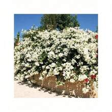 20 Fresh Plant, White Blue Willow Flower Plant, Small Blue Willow Paper Flowers, Stunning Decorative Plants, Blooming Machine, Stunning Privacy Screen - Trắng - Xem 4