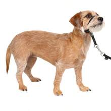 Gentle Leader Head Collar - Helps Improve Walking - Durable Nylon Construction - Padded Nose Loop - Adjustable Fit - Comfortable Walk-In Neck - Black - View 9