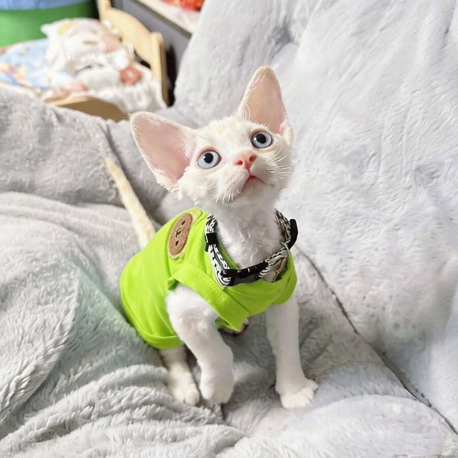 无毛猫衣服,德国小型猫背心,透气轻便夏季宠物T恤 - 珊瑚橙 - 查看 1