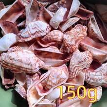 50克/150克天然蝴蝶翅膀形贝壳，长3-4厘米，适合DIY工艺品、水族箱和花园装饰、海滩婚礼、钥匙扣——散装贝壳，可用于装饰、节日装饰、节日礼物 - 套裝 - 查看 12