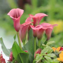 Modern NO BAD Granular Corm Bulb Day Fast Germination Easy Grow Calla Lily Granular Corm Bulbs Bulb Tropical Garden Summer Flowers Multi Season Fruiting Decorate Furniture Daily To Your Door - Biến thể 1 - Xem 4