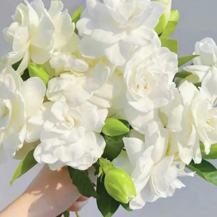 Guan Sa Lake Courtyard Tail FIower Fragrance106, Perennial Evergreen Shrub, Drought-Tolerant, Rustic Garden - 106 miếng - Xem 1