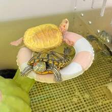Mini Anel de Natação para Animais de Estimação - Brinquedo Acessório de Tartaruga Divertido e Brinquedo Flutuante para Hamster. Suporte de Flutuabilidade Listrado Azul/Rosa para Exercício e Aprimoramento. Adequado para Aquário, Lago e Aquário (Durável e Leve) - A - Visão 2