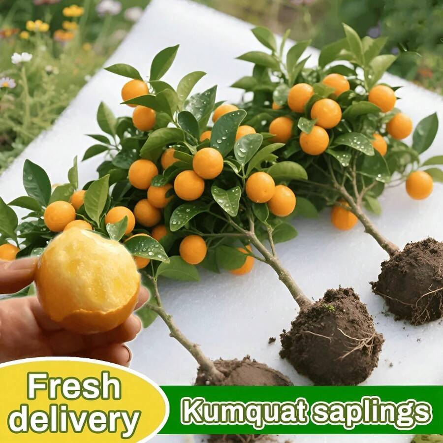 Varieties Of Premium Kumquat – Large Sweet Fruit, Cold Resistant, Year-Round Beauty For Balcony And Patio Pots - 1樓 - 查看 1
