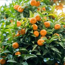 Orange Tree Saplings: Keep Them Simple And Get Juicy Flowers! - 1 cây giống cây ăn quả - Xem 6
