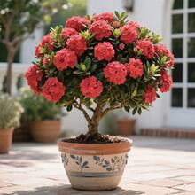 Hortensia de hoja grande con tallo de raíz desnuda - resistente al frío, de rápido crecimiento, ideal para suelo, maceta, patio y balcón. - 1 planta - Ver 2