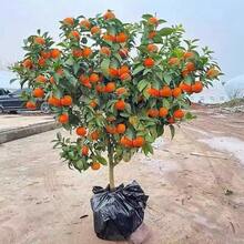 Orange Tree Saplings: Keep Them Simple And Get Juicy Flowers! - 1 cây giống cây ăn quả - Xem 4