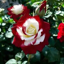 150 graines de roses rouges et blanches doubles - graines de fleurs ancestrales non OGM, parfaites pour des fleurs de jardin charmantes, idéales pour la plantation au printemps et à l'automne, excellent cadeau de jardin - Variante 1 - Voir 3