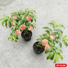3-Year-Old Peach Tree Stock, Ready To Plant, Cold-Resistant, 1 To 2 Years Old, 18 To 20 Inches Tall.The Peaches It Produces Are Sweet And Delicious, Suitable For Planting In Pots On Patios, In Gardens, And On Balconies. - 一棵幼果樹 - 查看 4