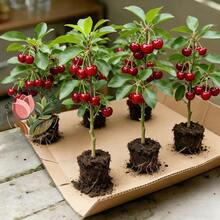 Sweet And Juicy Dwarf Cherry Seedlings (Grafted) - Local Farmer's Selection, Produces Fruit The Same Year, Low Maintenance, Cold-Resistant, Potted Plants For Balcony/Patio/Indoor/Outdoor. - 1樓 - 查看 1
