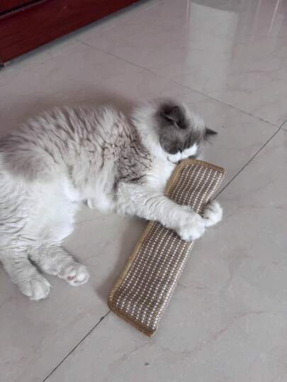 猫玩具枕头和猫抓板 - 防啃咬猫床罩，柔软舒适，防蚊虫，适合所有品种和体型的猫咪，兼具玩耍和家具装饰功能 - 互动式猫玩具，既可独自玩耍，又能增进感情