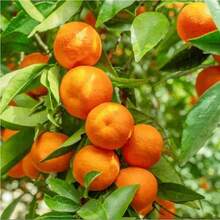 Orange Tree Saplings: Keep Them Simple And Get Juicy Flowers! - 1 cây giống cây ăn quả - Xem 8