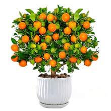 Varieties Of Premium Kumquat – Large Sweet Fruit, Cold Resistant, Year-Round Beauty For Balcony And Patio Pots - 1樓 - 查看 3