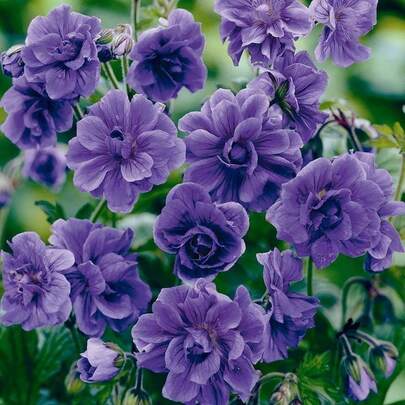 135 graines de géranium à fleurs doubles violettes, convenant à la plantation en extérieur, graines de fleurs vivaces rares, convenant pour le jardinage, attire les pollinisateurs.