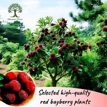 Waxberry Plants,  Of Live Plants, With Well-Developed Root Systems, High Degree Of Sweetness, No Need For Complex Maintenance; Suitable For Planting In Family Yards And Gardens. - 1樓 - 查看 4