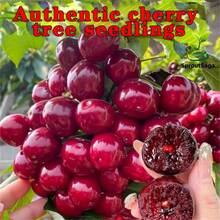 Established Cherry Saplings (Multi-Year Maturity) – Strong Root System, Easy To Survive, Sweet And Juicy Fruits For Gardens/Balconies - 3棵果樹苗 - 查看 5