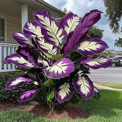 100 semillas de hosta, semillas de flores para el hogar, flores, plantas naturales, plántulas, semillas, cultivo y plantación en interiores, perennes, resistentes al frío y aptas para todas las estaciones, ideales para jardines DIY, jardines domésticos, macetas de flores y patios - Un regalo de jardinería ideal.
