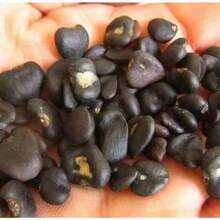 Colorful Mixed Fresh Garlic Clove  (For Growing) - Easy To Grow Your Own Food - 100粒種子 - 查看 4