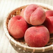 3-Year-Old Peach Tree Stock, Ready To Plant, Cold-Resistant, 1 To 2 Years Old, 18 To 20 Inches Tall.The Peaches It Produces Are Sweet And Delicious, Suitable For Planting In Pots On Patios, In Gardens, And On Balconies. - 一棵幼果樹 - 查看 8