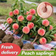 3-Year-Old Peach Tree Stock, Ready To Plant, Cold-Resistant, 1 To 2 Years Old, 18 To 20 Inches Tall.The Peaches It Produces Are Sweet And Delicious, Suitable For Planting In Pots On Patios, In Gardens, And On Balconies. - 一棵幼果樹 - 查看 9