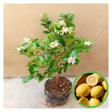 Dwarf Lemon Tree Stem - Fast Growth, Shipping To USAUU., Easy-Care Fruit Plant For Abundant Lemons In The Family Garden - 2 Fruit Seedlings - View 2