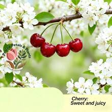 Sweet And Juicy Dwarf Cherry Seedlings (Grafted) - Local Farmer's Selection, Produces Fruit The Same Year, Low Maintenance, Cold-Resistant, Potted Plants For Balcony/Patio/Indoor/Outdoor. - 1樓 - 查看 5