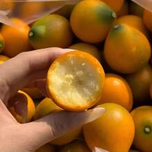 Varieties Of Premium Kumquat – Large Sweet Fruit, Cold Resistant, Year-Round Beauty For Balcony And Patio Pots - 1樓 - 查看 6