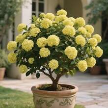 Hortensia de hoja grande con tallo de raíz desnuda - resistente al frío, de rápido crecimiento, ideal para suelo, maceta, patio y balcón. - 1 planta - Ver 6