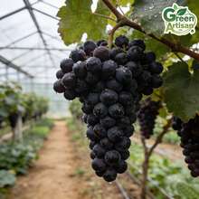 1-2 Year Old Kyoho Grape – Bare Root, Sweet And Juicy, Fast Growing, Low Maintenance, Perennial Ready For Planting - Tầng 1 - Xem 4