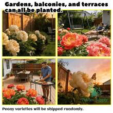 Peony Plants With Roots In The Soil, Bloom The Same Year With Large Double-Petal Flowers, Cold-Resistant Perennial Vegetation For Balcony And Garden. - 1 Floor - View 3