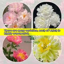 Peony Plants With Roots In The Soil, Bloom The Same Year With Large Double-Petal Flowers, Cold-Resistant Perennial Vegetation For Balcony And Garden. - 1 Floor - View 5