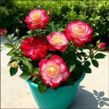 Red And White Cherry Rose Sapling, Double Delight Rose Bush, Live Plant, Large Ornamental Flowers, Fragrant Rose, Bare Root Cuttings For Planting, 5-10 Inches Tall, Highly Adaptable, Resistant To Cold And Drought, Ideal For Garden, Balcony Or Home - 1樓 - 查看 2