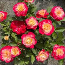 Red And White Cherry Rose Sapling, Double Delight Rose Bush, Live Plant, Large Ornamental Flowers, Fragrant Rose, Bare Root Cuttings For Planting, 5-10 Inches Tall, Highly Adaptable, Resistant To Cold And Drought, Ideal For Garden, Balcony Or Home - 1樓 - 查看 3